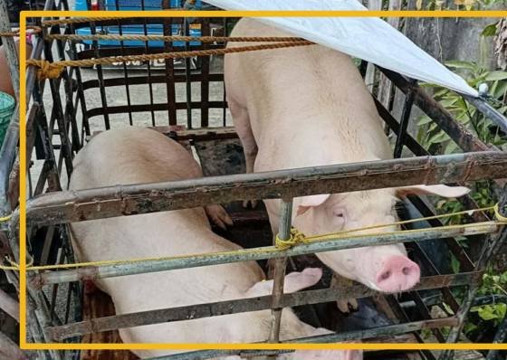 Bohol bans hogs from ASF-hit Cebu areas - related article thumbnail