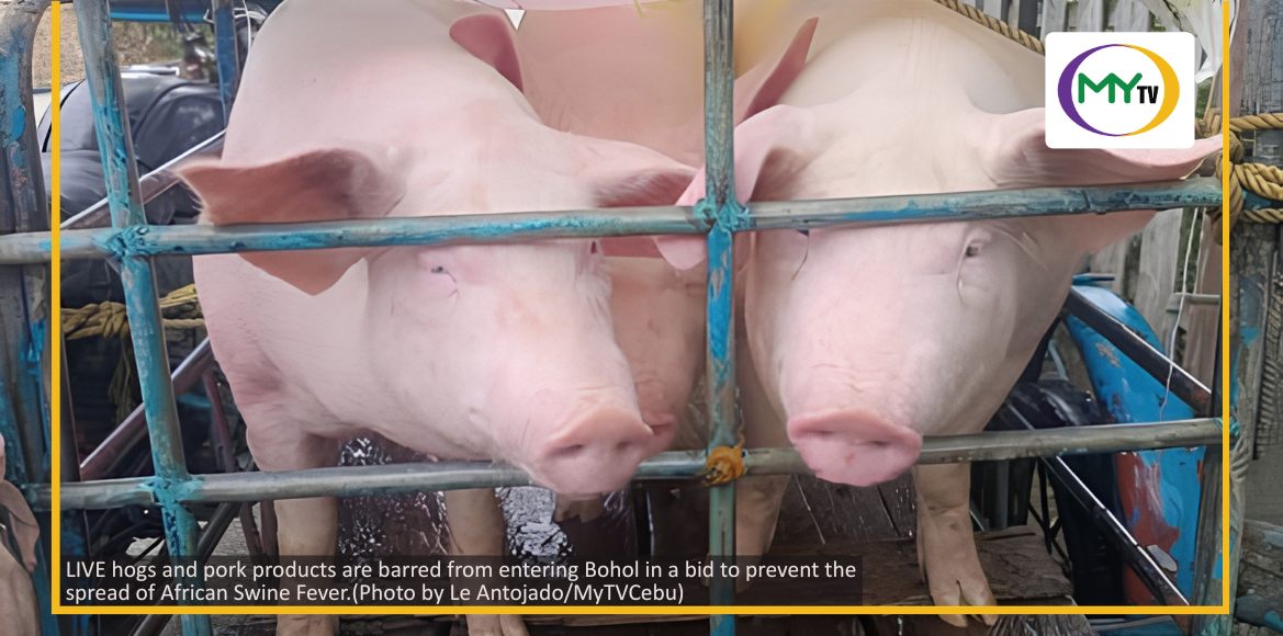 Bohol bars hogs from Negros island - related article thumbnail