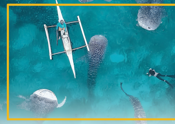 ‘FINDING ‘BUTANDING’: Oslob denies whale sharks  disappeared  - related article thumbnail