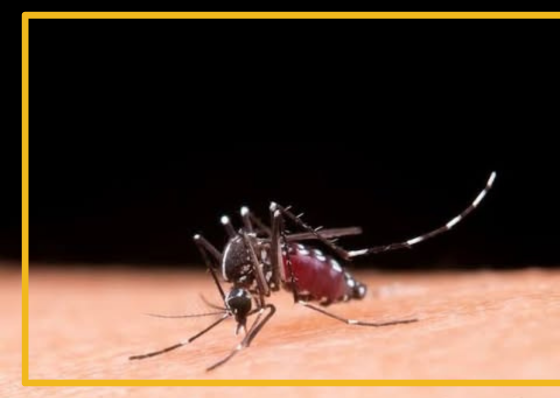 Dengue cases in Cebu City shoot up - related article thumbnail