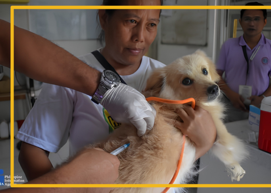 LGUs intensify fight against rabies  - related article thumbnail