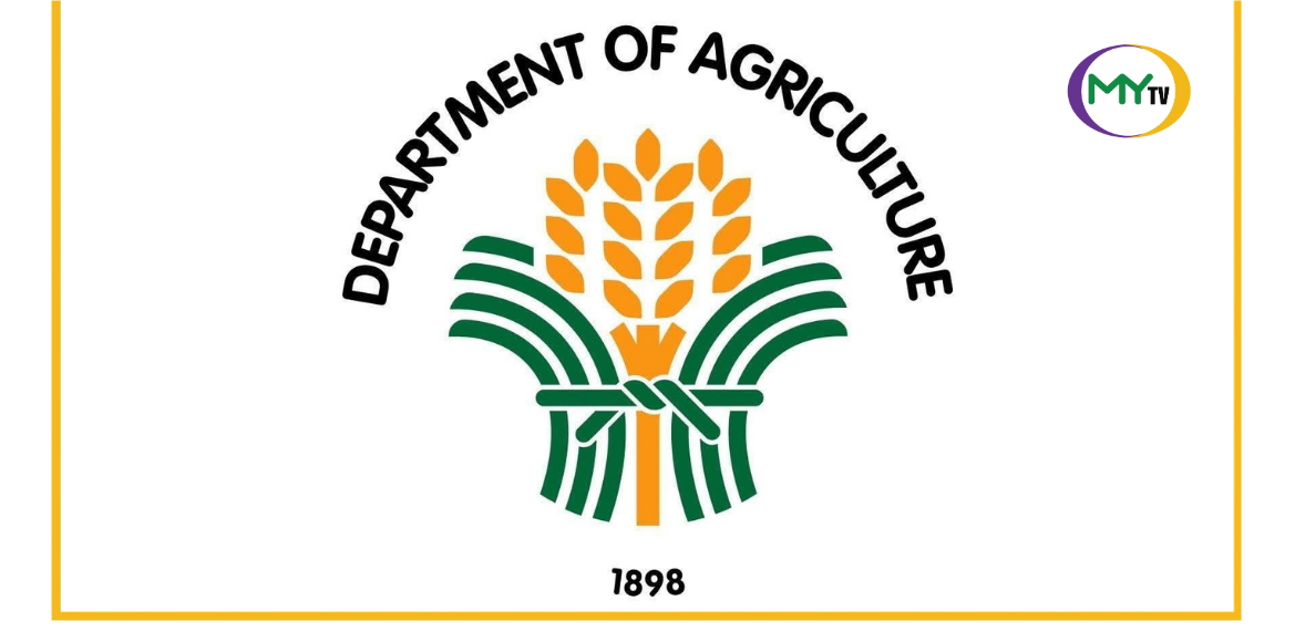 Rice bears brunt as monsoon, cyclones push agri losses to P2.32 billion - article image