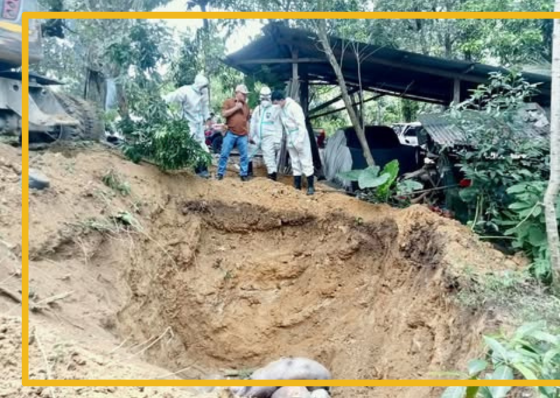 Cebu City moves to contain ASF in 3 upland barangays - related article thumbnail