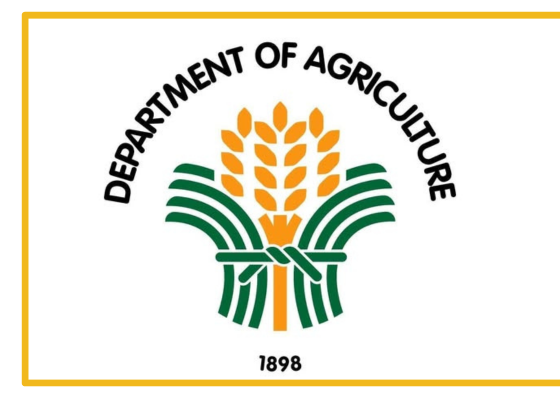 P20 rice? DA says subsidies are now needed to make it happen - related article thumbnail