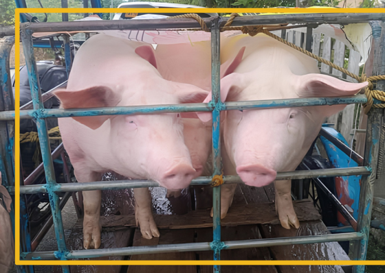 Bohol bars hogs from Negros island - related article thumbnail