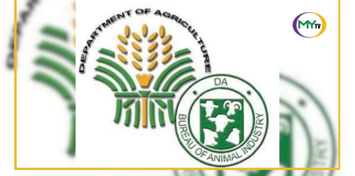 BAI ditches poultry shipment test as no bird flu detected in Central Visayas - article image