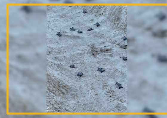 Another batch of green sea turtle hatchlings safely released in Panglao  - related article thumbnail