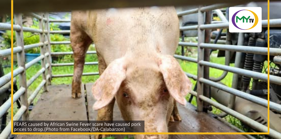 Why are pork prices falling? DA points to ASF fears  - related article thumbnail