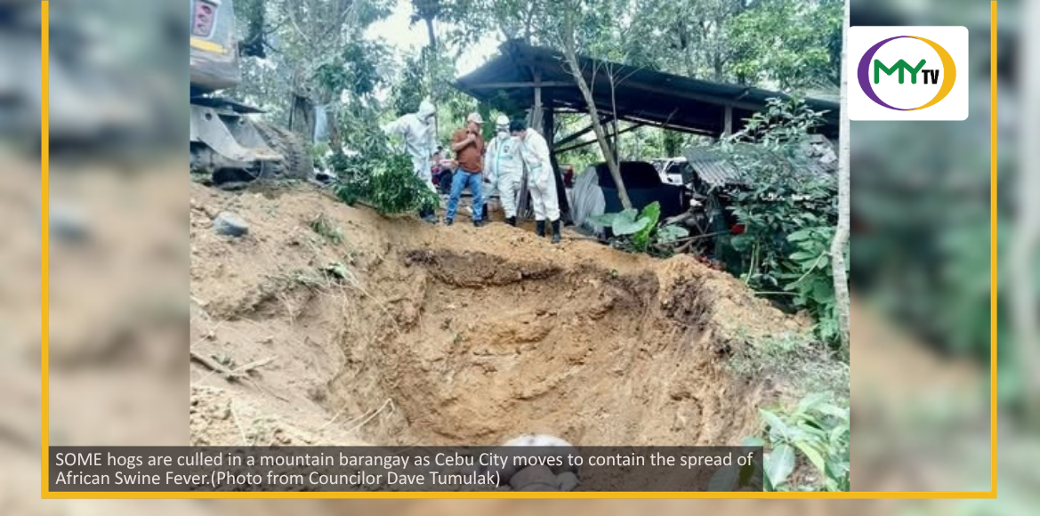 Cebu City moves to contain ASF in 3 upland barangays - related article thumbnail