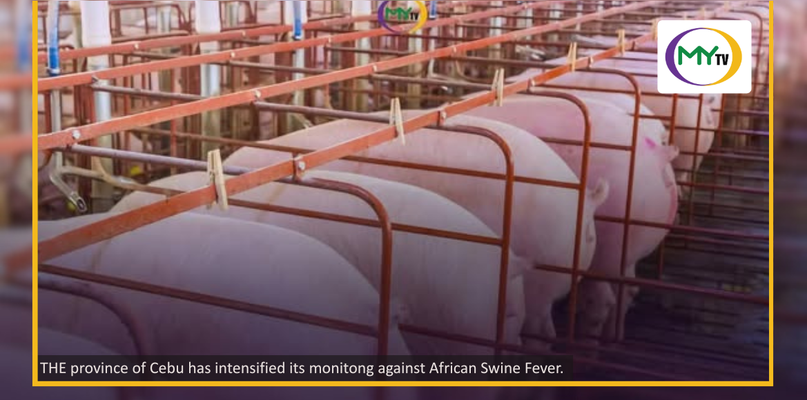 Cebu eyes green zone classification, intensifies ASF monitoring - related article thumbnail