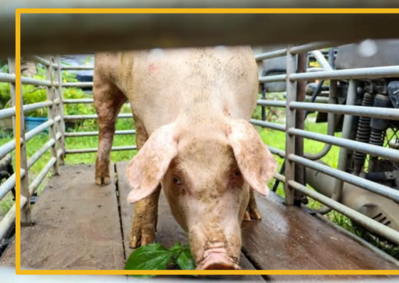 Why are pork prices falling? DA points to ASF fears  - related article thumbnail