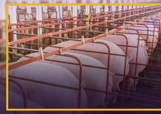 Cebu eyes green zone classification, intensifies ASF monitoring - related article thumbnail