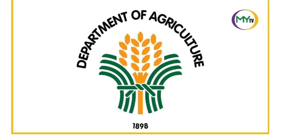 P20 rice? DA says subsidies are now needed to make it happen - related article thumbnail