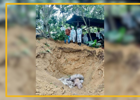Cebu City eyes cash aid for ASF-affected hog farmers - related article thumbnail