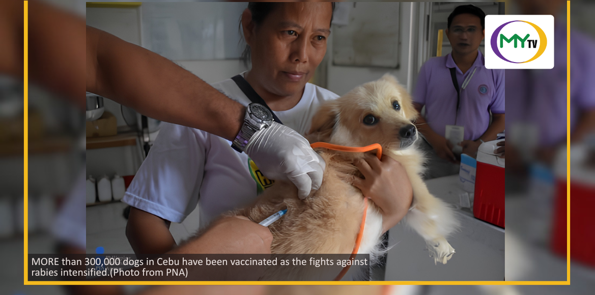 LGUs intensify fight against rabies  - related article thumbnail