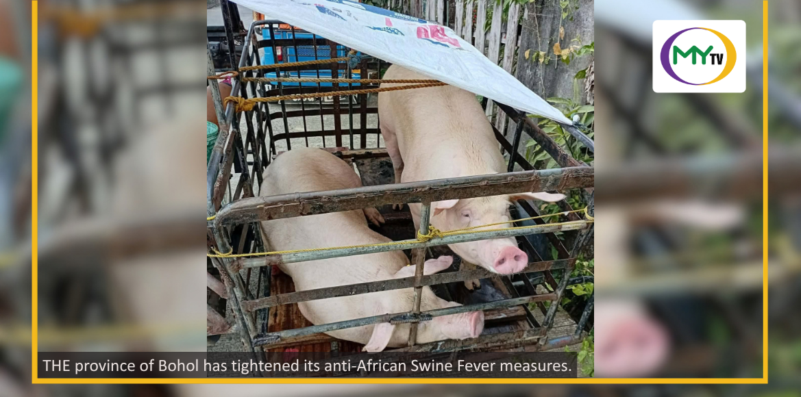 Bohol bans hogs from ASF-hit Cebu areas - related article thumbnail