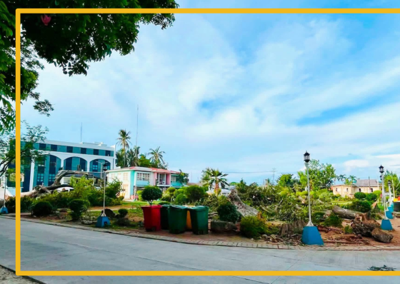 Oslob tree-cutting: DENR order came too late? - related article thumbnail