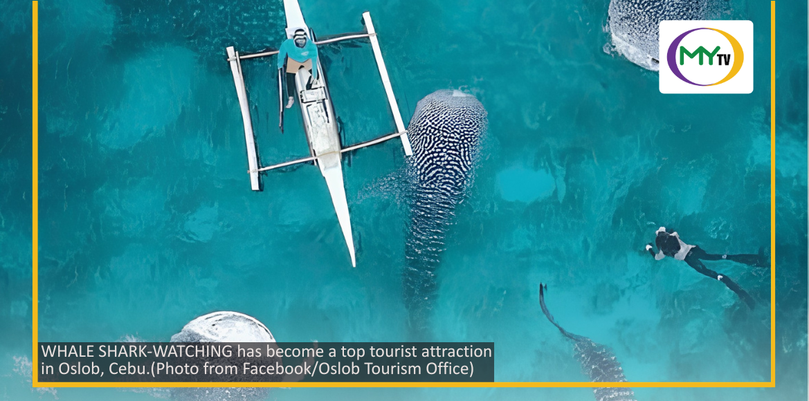 ‘FINDING ‘BUTANDING’: Oslob denies whale sharks  disappeared  - related article thumbnail