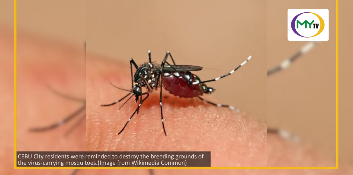 Dengue cases in Cebu City shoot up  - related article thumbnail