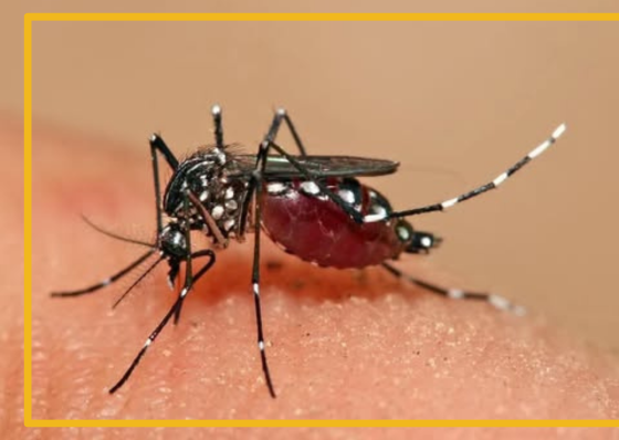 Dengue cases in Cebu City shoot up  - related article thumbnail