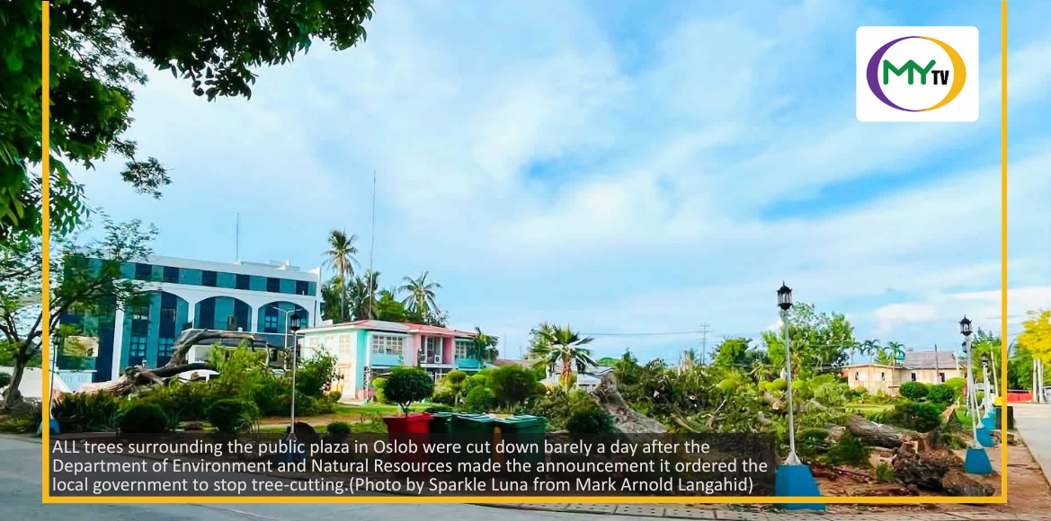 Oslob tree-cutting: DENR order came too late? - related article thumbnail