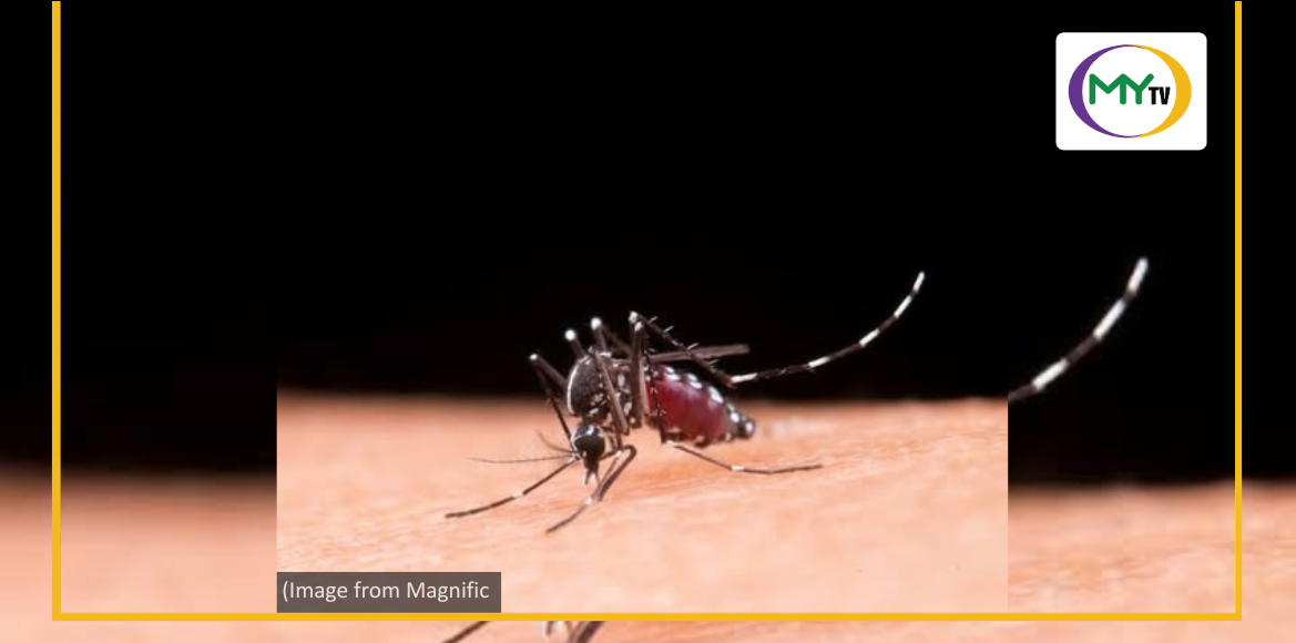 Dengue cases in Cebu City shoot up - related article thumbnail