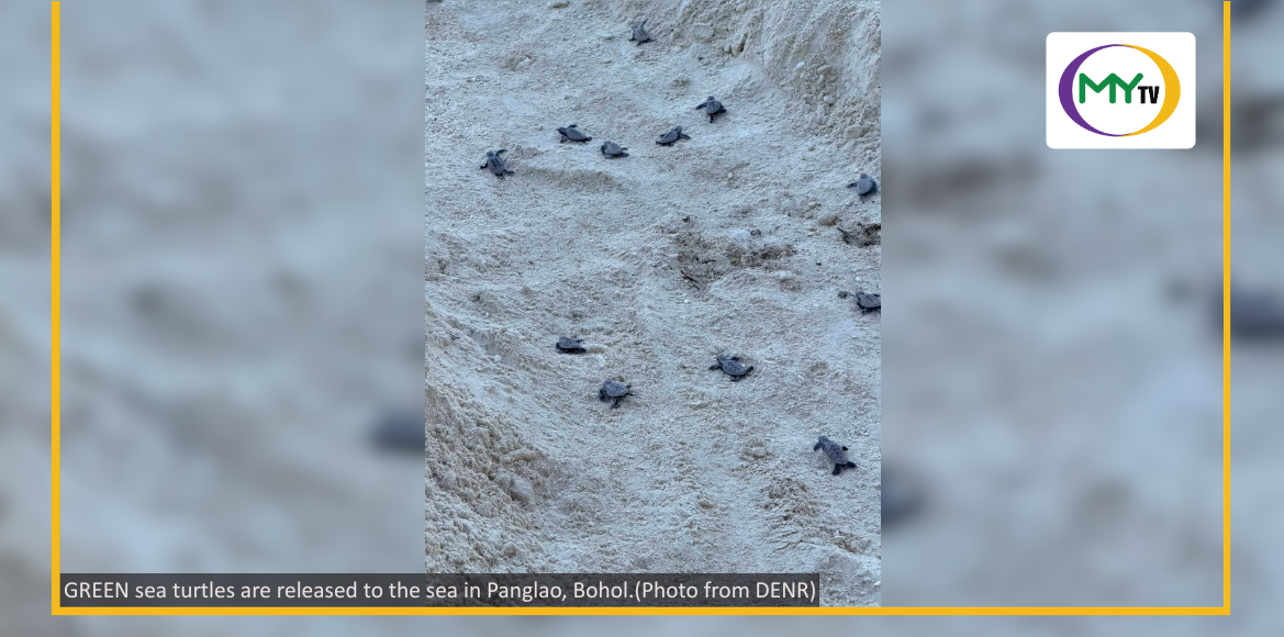Another batch of green sea turtle hatchlings safely released in Panglao  - article image