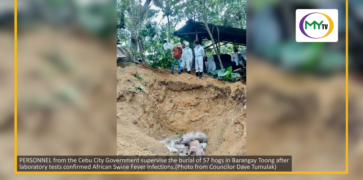 Cebu City eyes cash aid for ASF-affected hog farmers - related article thumbnail